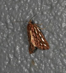 Meyrickella torquesauria