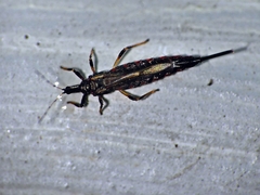 Idolothrips spectrum