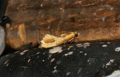 Moerarchis placomorpha