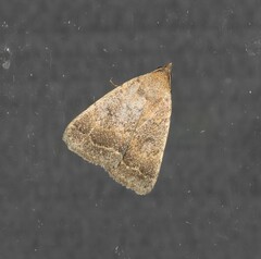 Nodaria aneliopis