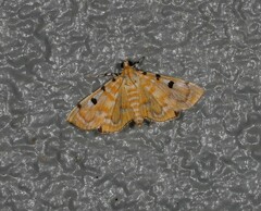 Notarcha