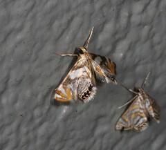 Nymphicula queenslandica