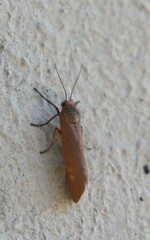 Pygarctia spraguei