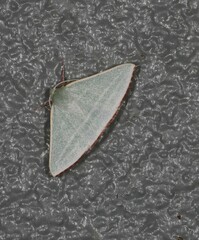 Oenochroma infantilis
