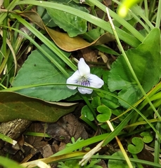 Viola missouriensis