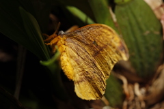 Syntherata