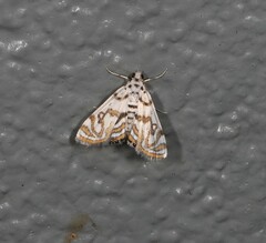 Parapoynx polydectalis