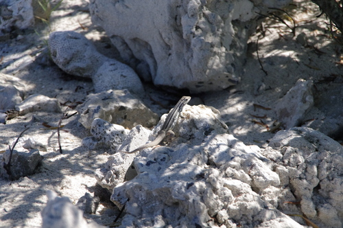Leiocephalus stictigaster