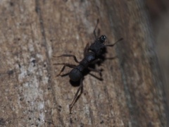 Cyphomyrmex rimosus