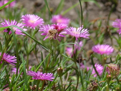 Lampranthus spectabilis