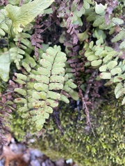 Asplenium resiliens