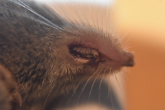 Sorex fumeus