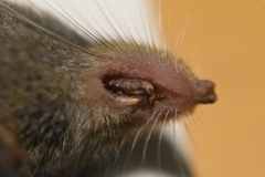 Sorex fumeus