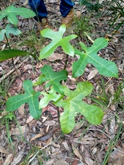 Brachychiton acerifolius