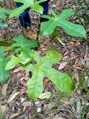 Brachychiton acerifolius