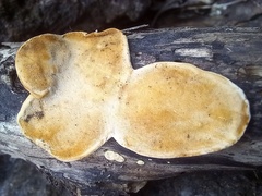 Postia dissecta