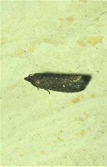 Cryptaspasma sordida