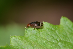 Depressa striatipennis