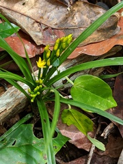 Apostasia wallichii