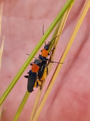 Chauliognathus tricolor