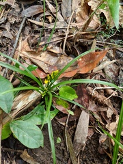 Apostasia wallichii