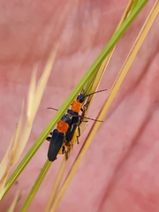 Chauliognathus tricolor