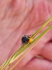 Chauliognathus tricolor