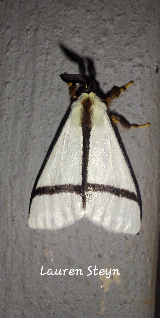 Epanaphe clarilla