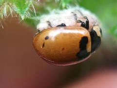 Dinocampus coccinellae paralysis virus