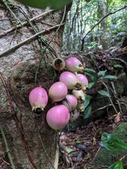 Syzygium cormiflorum