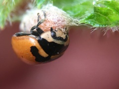 Dinocampus coccinellae paralysis virus