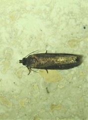 Cryptaspasma sordida