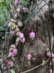 Syzygium cormiflorum