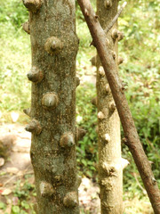Zanthoxylum asiaticum