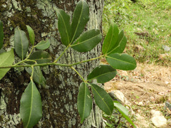 Zanthoxylum asiaticum