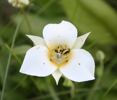 Calochortus apiculatus