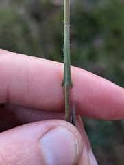 Thysanocarpus curvipes