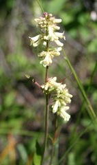 Penstemon confertus