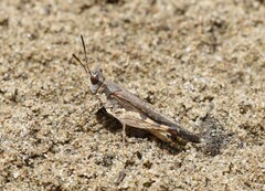 Austroicetes