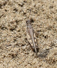 Austroicetes
