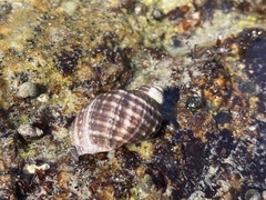 Nucella ostrina