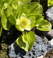 Caltha sagittata