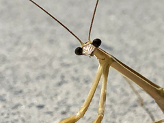 Tenodera blanchardi