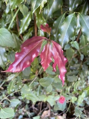 Syzygium floribundum