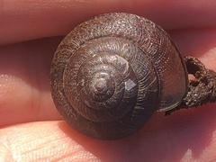 Helminthoglypta nickliniana
