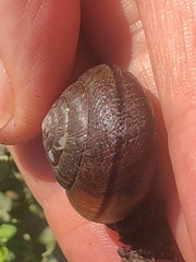 Helminthoglypta nickliniana