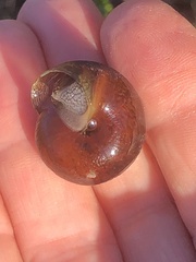 Helminthoglypta nickliniana