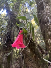 Lapageria rosea