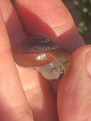 Helminthoglypta nickliniana