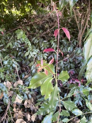 Syzygium floribundum